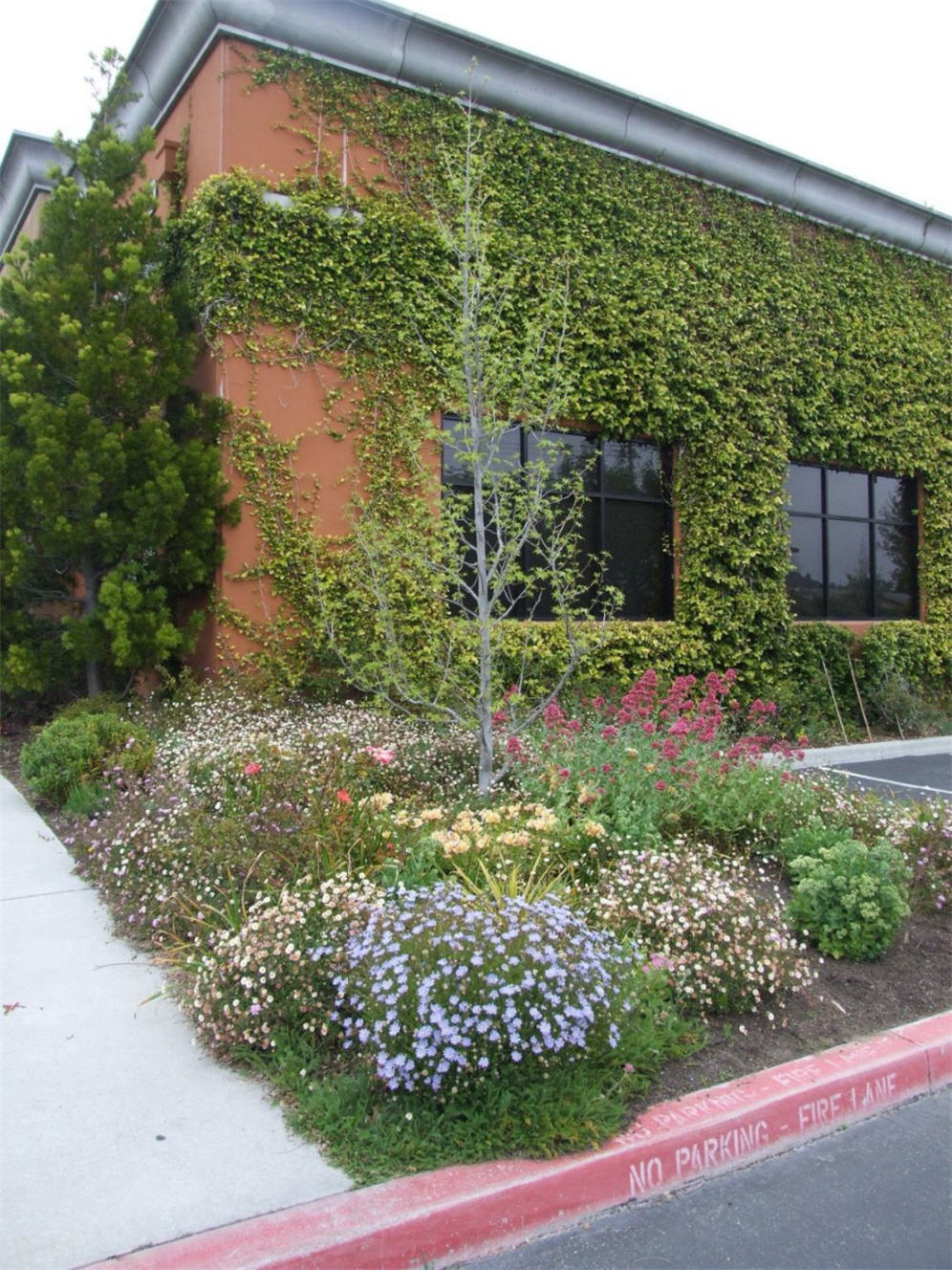 Vine Covered Building and Planting Bed