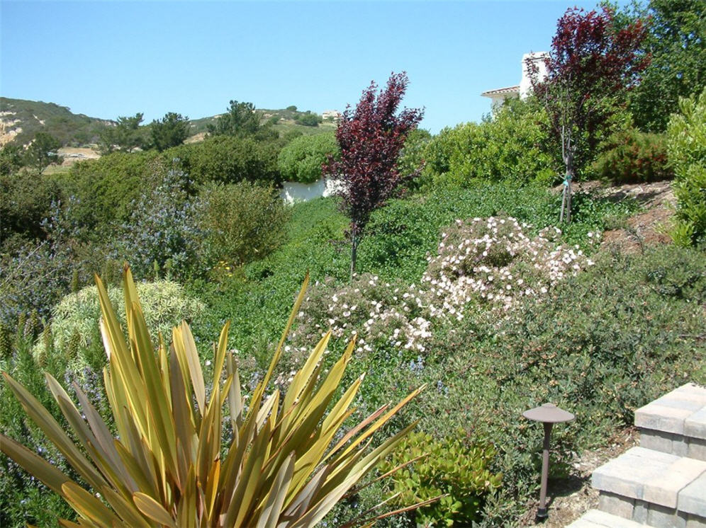 Staircase Through Mixed Plantings