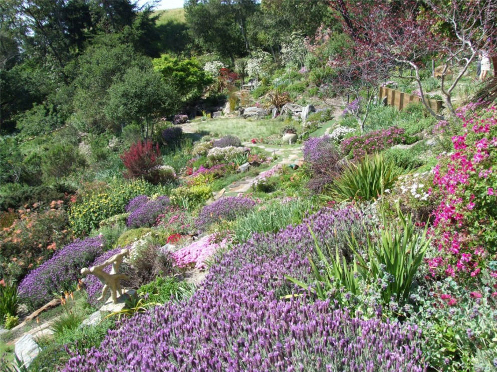 Spanish Lavender Hillside