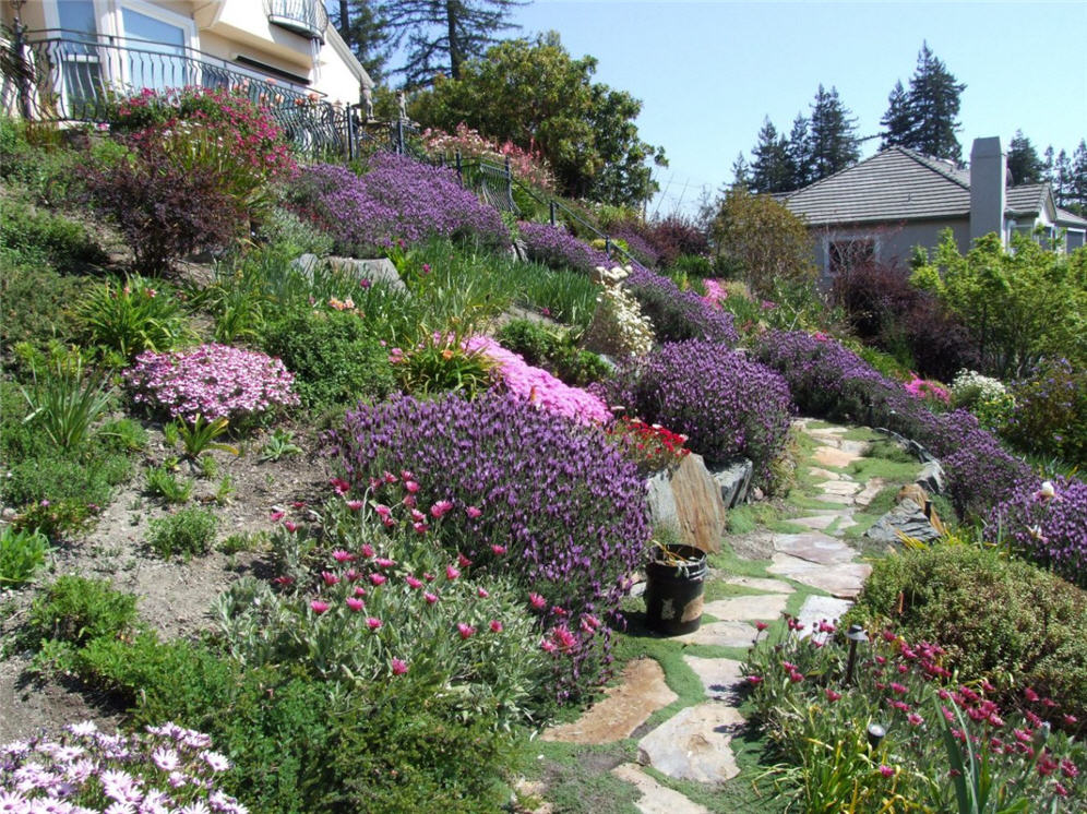 Path Through Color-Splashed Hillside