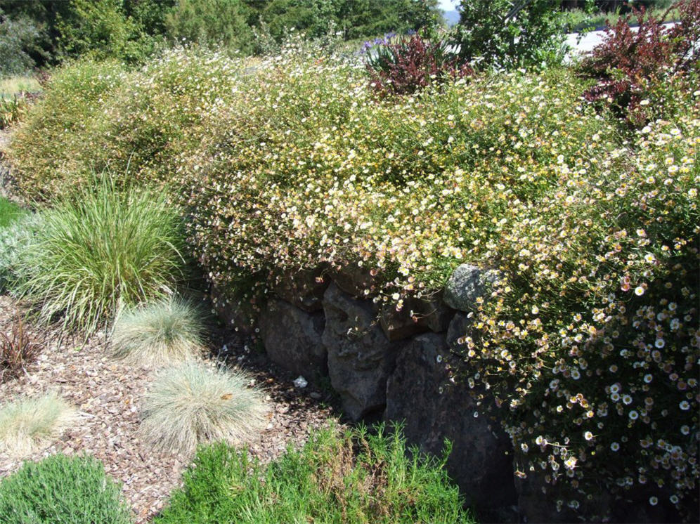 Santa Barbara Daisy Heaven