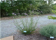 Brazilian Lilac Verbena