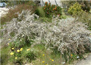 Geraldton Wax Flower