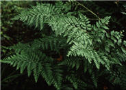 Leather Leaf Fern