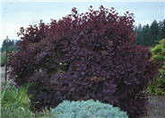 Royal Purple Smoke Tree