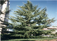 Deodar Cedar, Calif. Christmas Tree