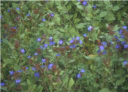 Dwarf Plumbago