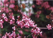 Eastern Redbud