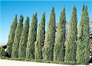 Italian Cypress