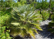 Mediterranean Fan  Palm