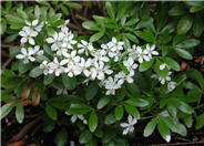 Mexican Orange, Mex. Mock Orange