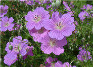 Incana Cranesbill