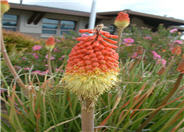 Red Hot Poker