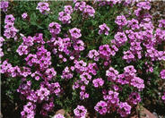 Peruvian Verbena