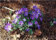 Windflower Anemone, Greek Anemone