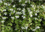 Chinese Fringe Flower or Loropetalu