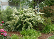 Pyracantha, Firethorn