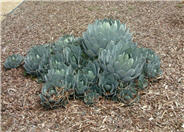 Huachuca Agave, Orange Century Plan