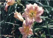 Silk & Heavy Hybrid Daylily