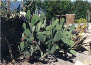 Mission Cactus, Tree Cactus