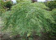 Japanese Maple Green Lace