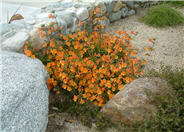 Pumpkin Monkey Flower