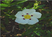 Crimson Spot Rockrose