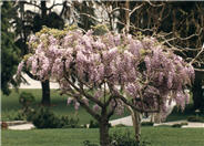 Pink Flower Japanese Wisteria