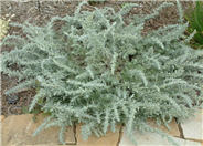 Sandhill Sage, Coast Sagebrush