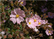 Pink Coral Rockrose