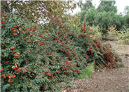 Parney or Red Clusterberry Cotoneas