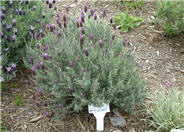 Otto Quast Spanish Lavender