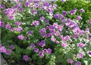 Geranium