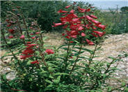 Firebird Border Penstemon