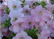 Common Garden Petunia