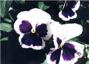 Common Pansy