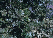 California Black Oak