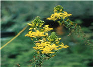 Poker Bulbine, Yellow Stalked Bulbi