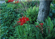 Lucifer Crocosmia