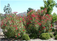 Oleander