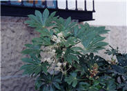 Japanese Fatsia or Aralia