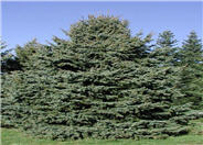 Colorado Spruce