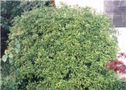 Blackstem Pittosporum, Tawhiwhi