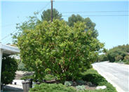 Strawberry Tree, Strawberry Madrone