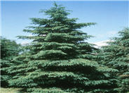 White Spruce